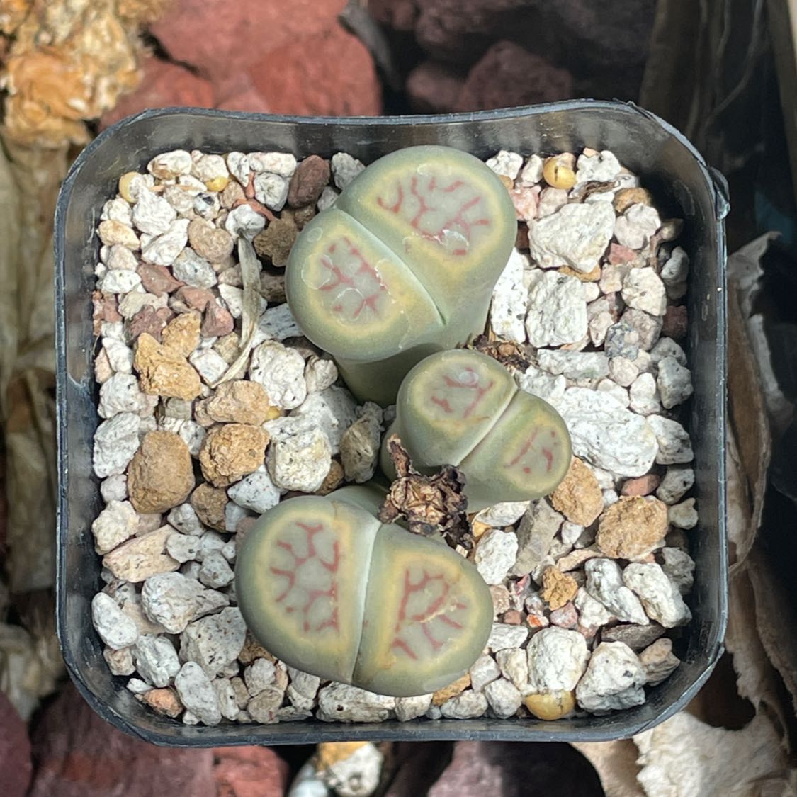 Photo of the plant species Living Stones by @pokicacti named Harmony on Greg, the plant care app