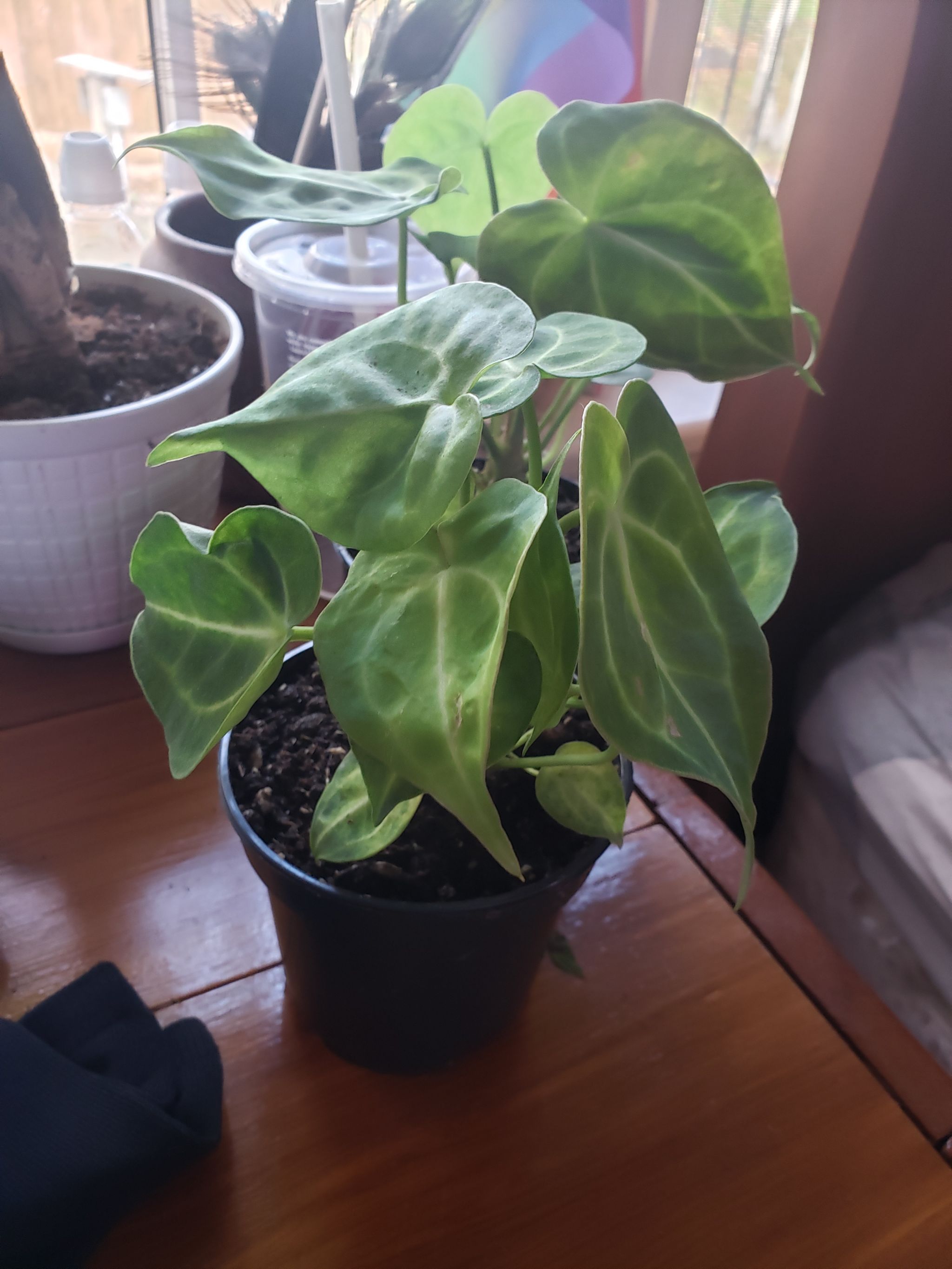 Photo from the post