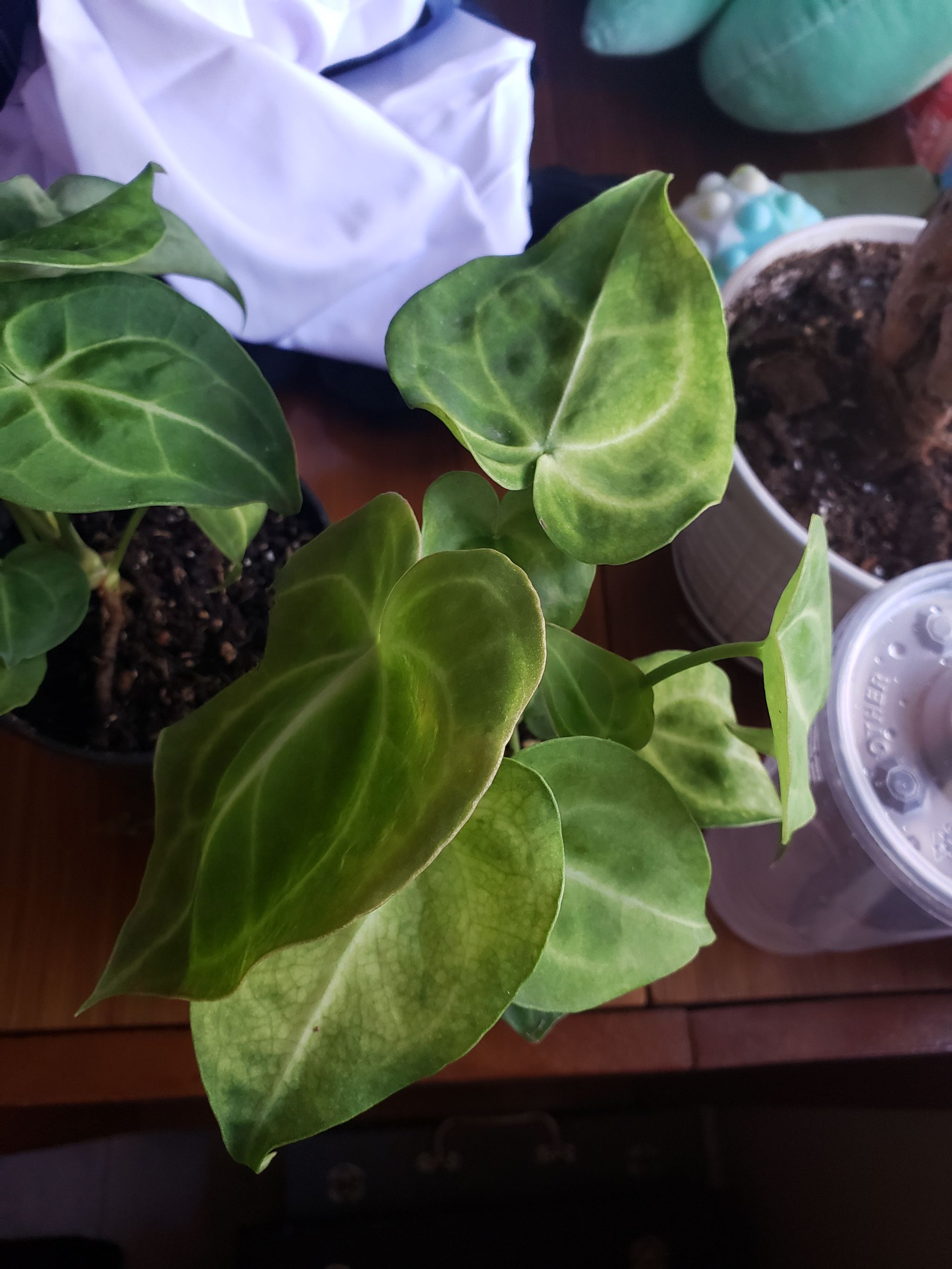 Photo from the post