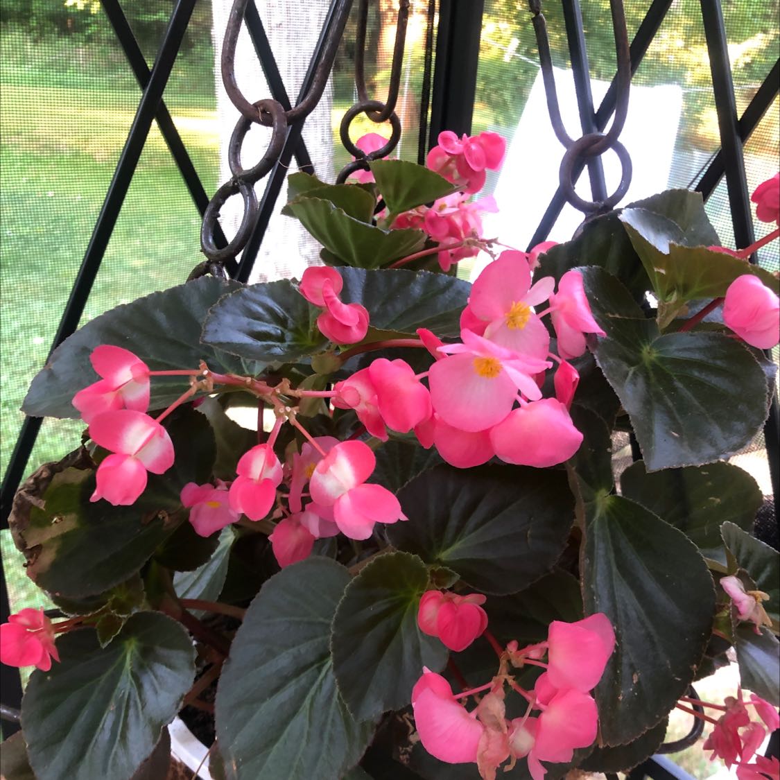 Clubed Begonia plant with vibrant pink flowers and dark green leaves.