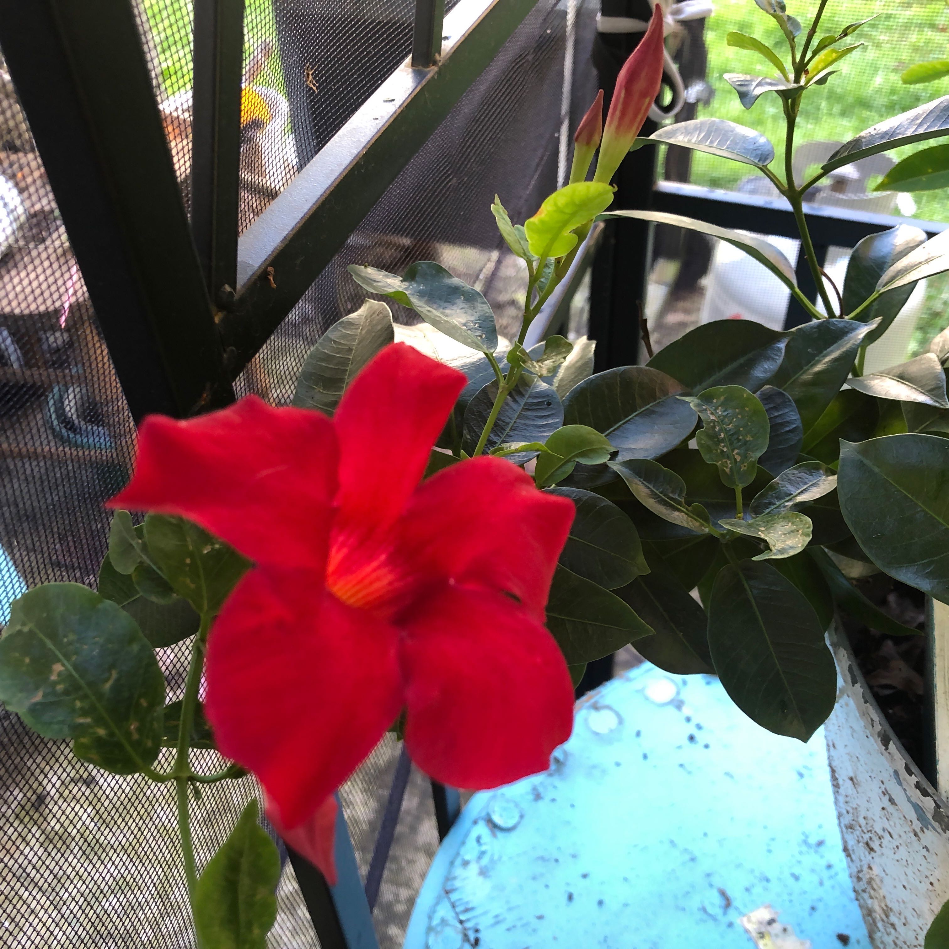 Brazilian Jasmine plant with vibrant red flowers and dark green leaves.