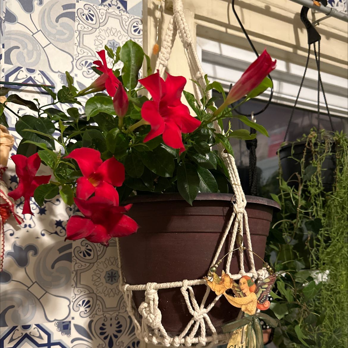 Potted Brazilian Jasmine with vibrant red flowers, hanging in a decorative holder.