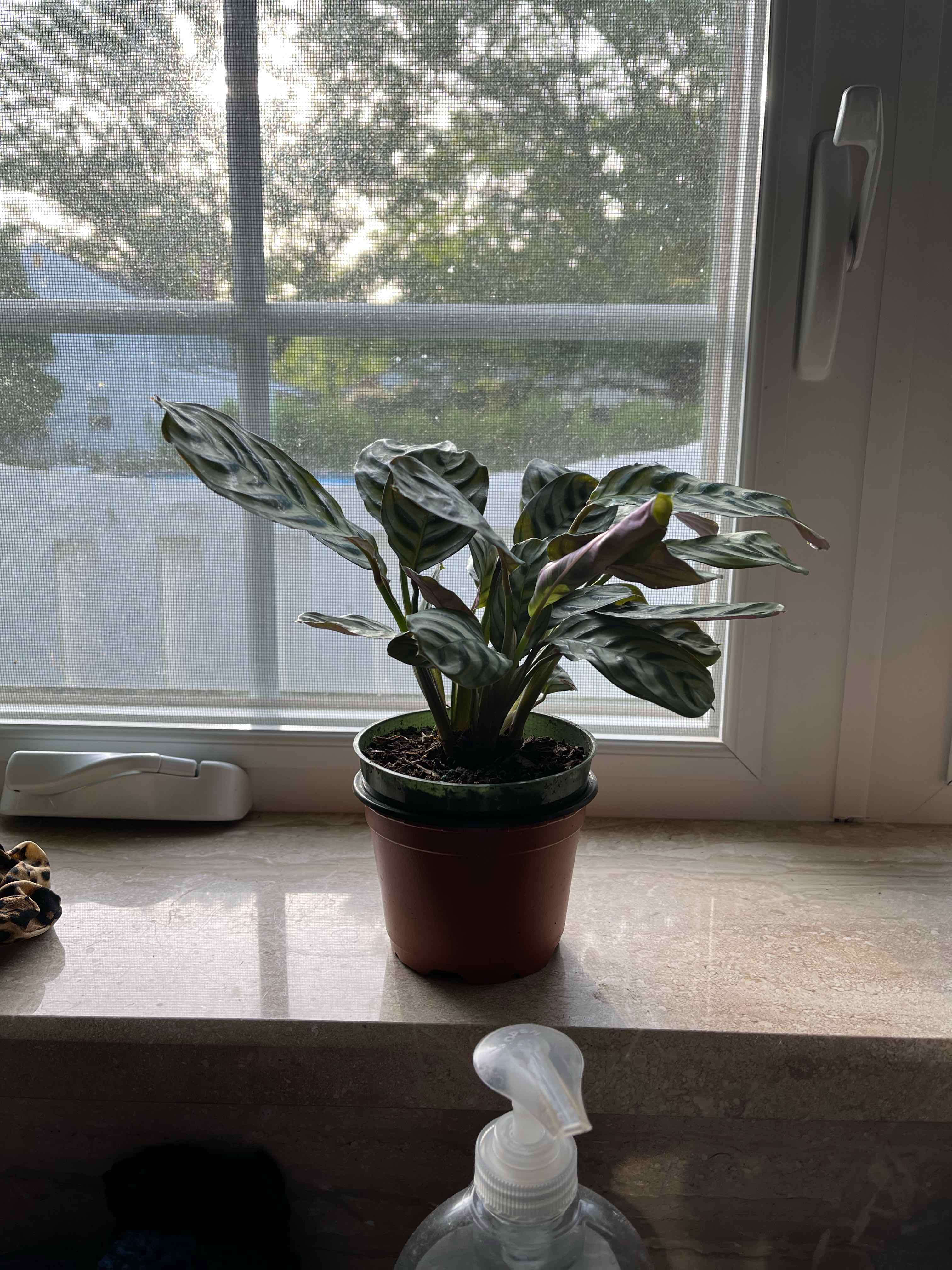 Plant care for Fishbone Prayer Plant on Greg, the plant care app