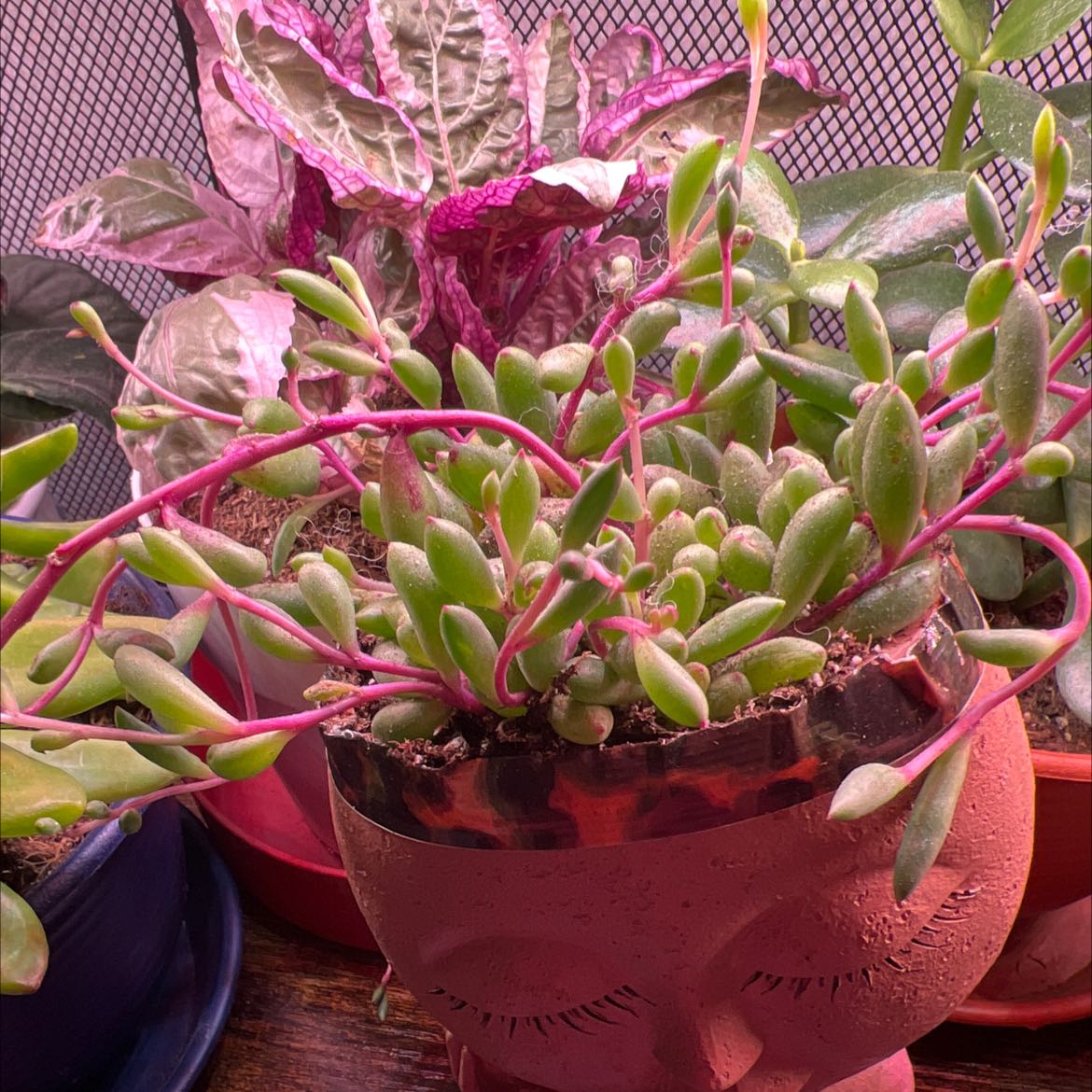 Ruby necklace plant with green leaves and red stems in a decorative pot, surrounded by other plants.