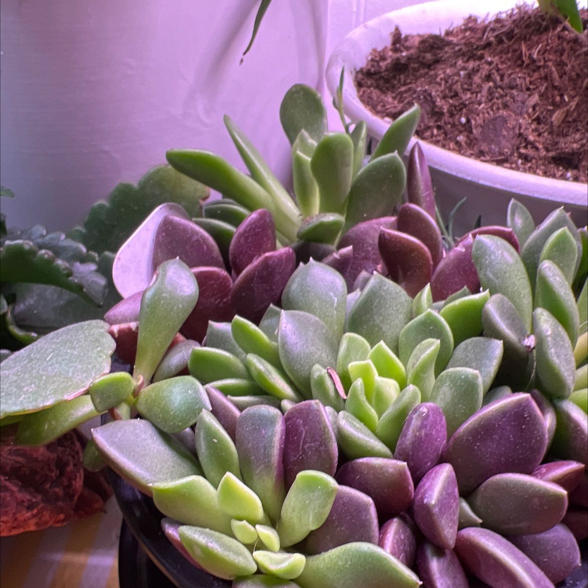 Anacampseros 'Sunrise' succulent with vibrant green and purple leaves, soil visible in background.