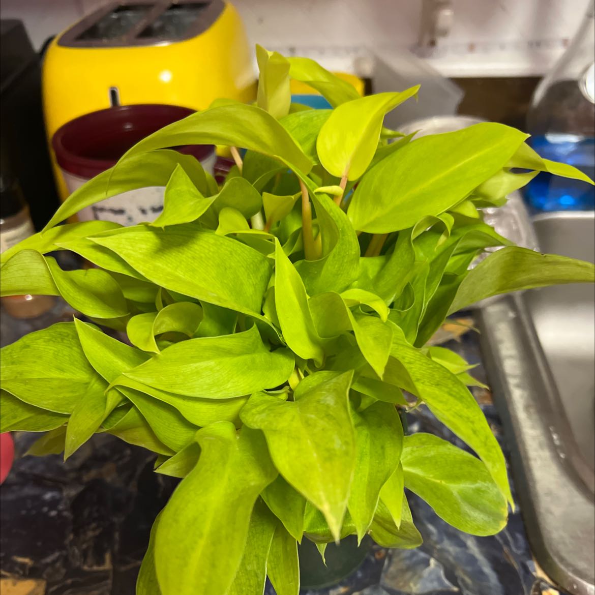 Philodendron 'Malay Gold' plant with vibrant green leaves, well-framed and centered.