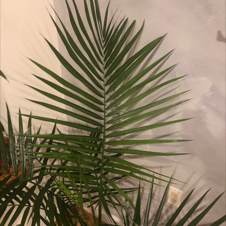 Canary Island Date Palm with healthy green fronds indoors.