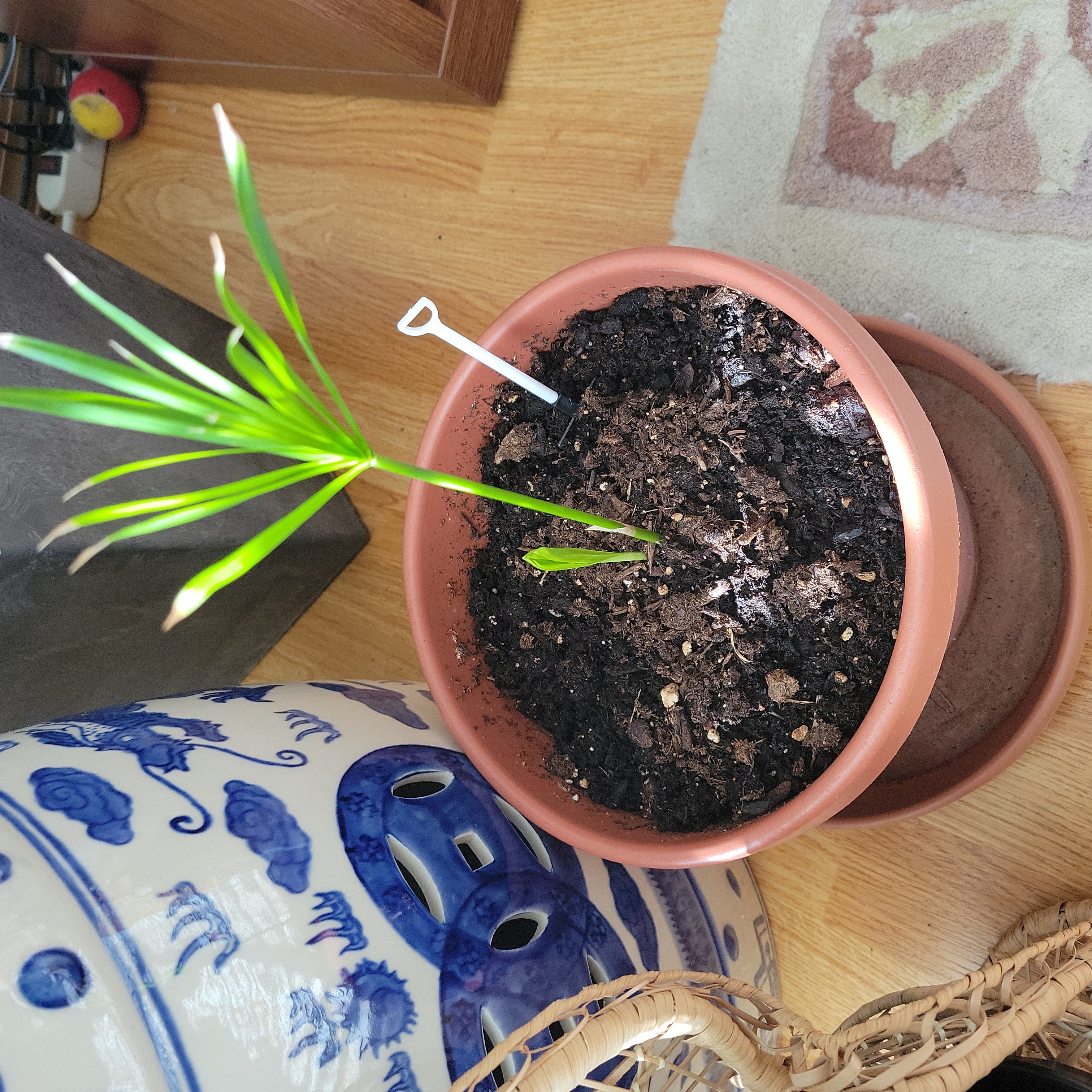 Potted Umbrella Papyrus plant with green leaves and visible soil.