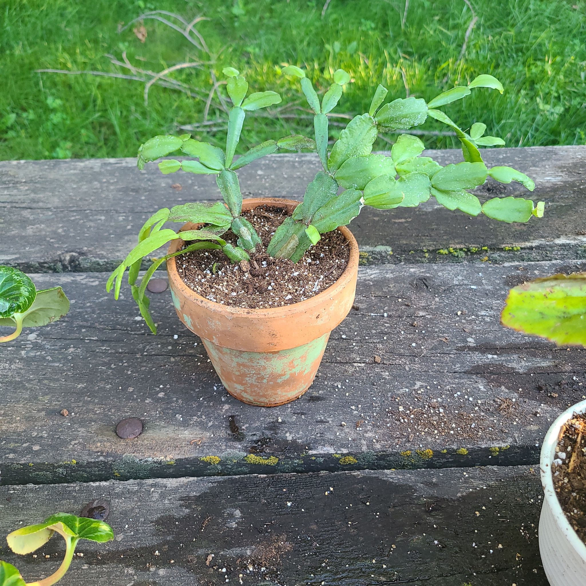 Photo of the plant species Syngonium podophyllum 'Christmas' by @LBFroggle named Doja Cat on Greg, the plant care app