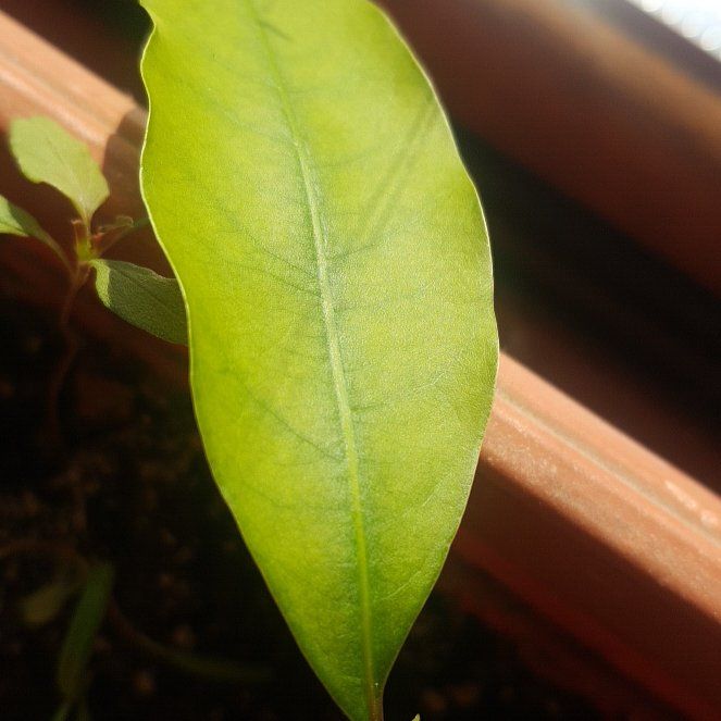 Photo of the plant species Lychee by @Angelika named Lychee on Greg, the plant care app