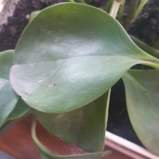Photo of the plant species Baby Rubber Plant by @Angelika named Peperomia Obtusifolia on Greg, the plant care app