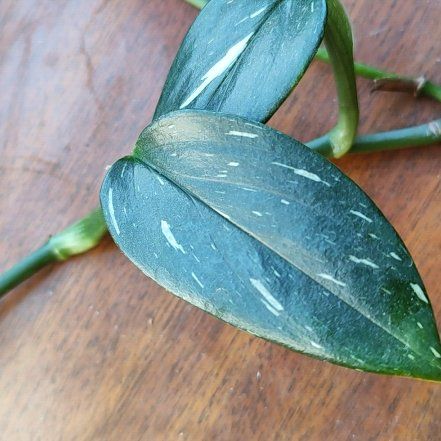Photo of the plant species Cobra Monstera by @Angelika named Philodendron Cobra on Greg, the plant care app