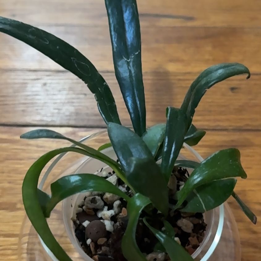 Photo of the plant species Blue Oil Fern by @FunVetiver named Bleu on Greg, the plant care app