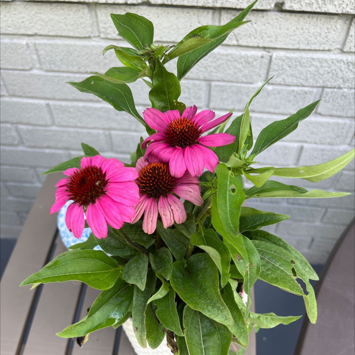 Purple Coneflower plant with vibrant pink flowers and green leaves, well-framed and centered.