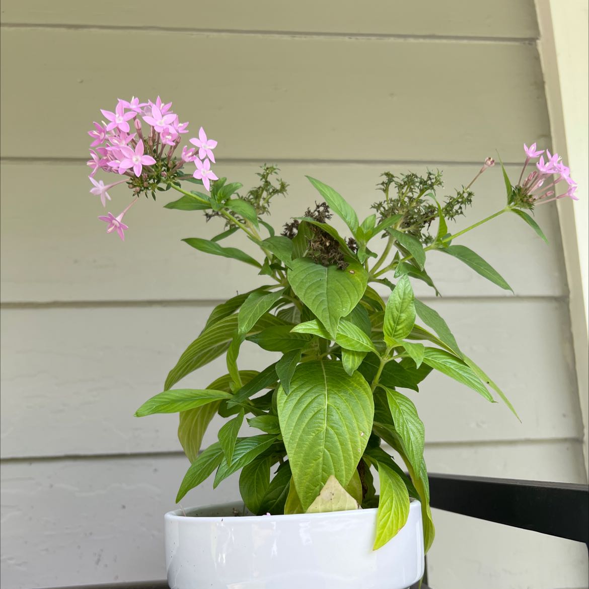 Potted Egyptian Starcluster plant with pink flowers and healthy green leaves.