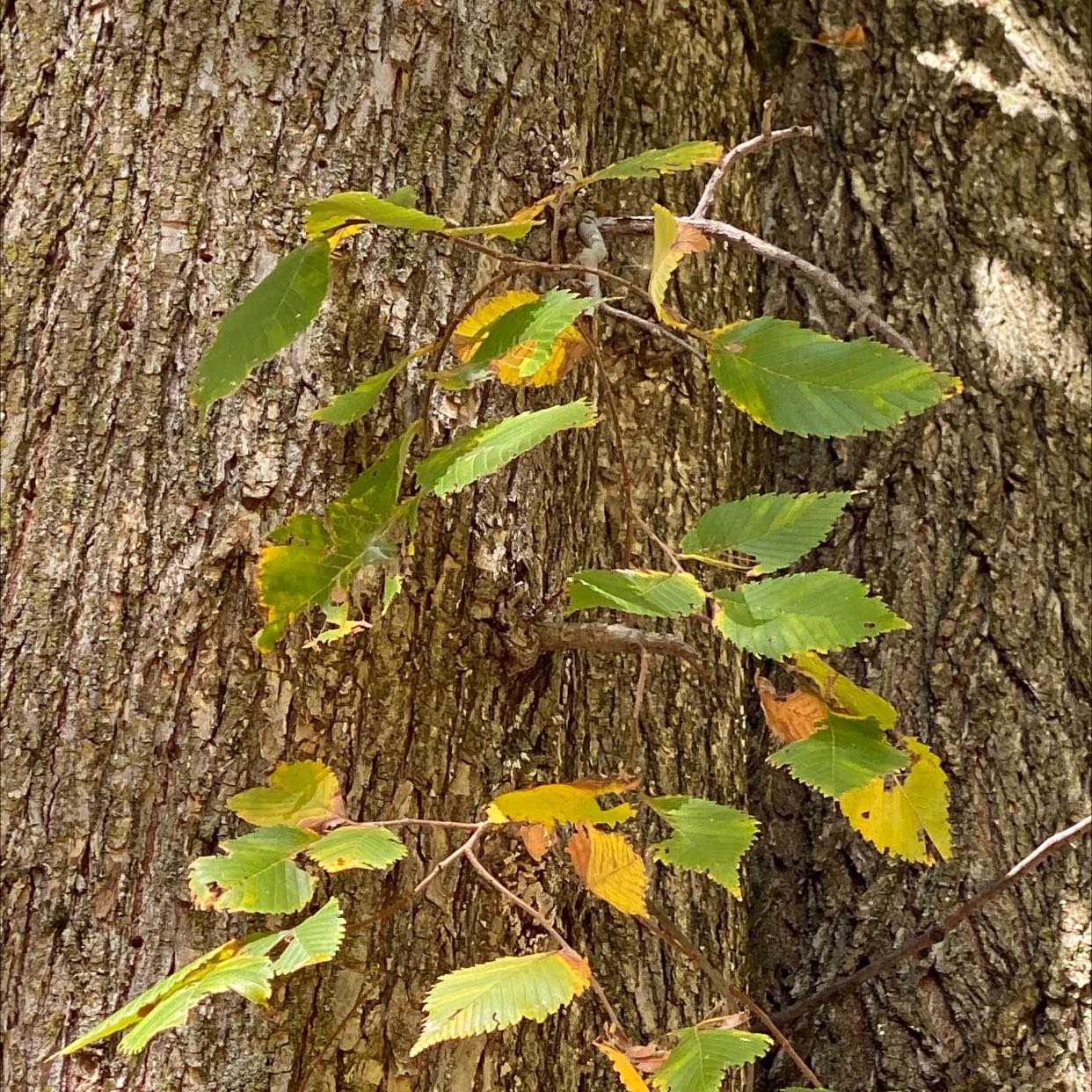 Plant care for Allee Lacebark Elm on Greg, the plant care app