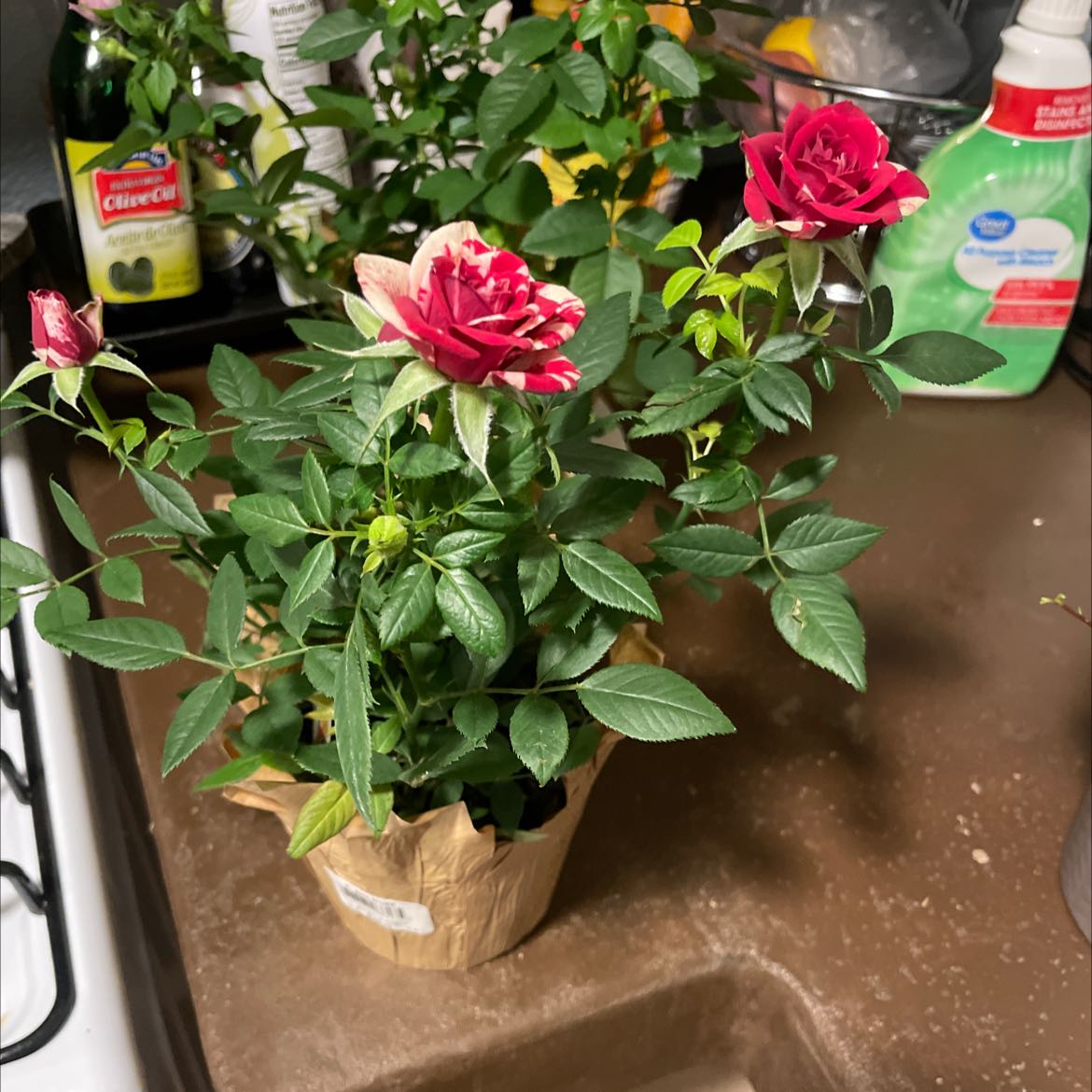 Potted Beach Rose plant with vibrant pink flowers in an indoor setting.