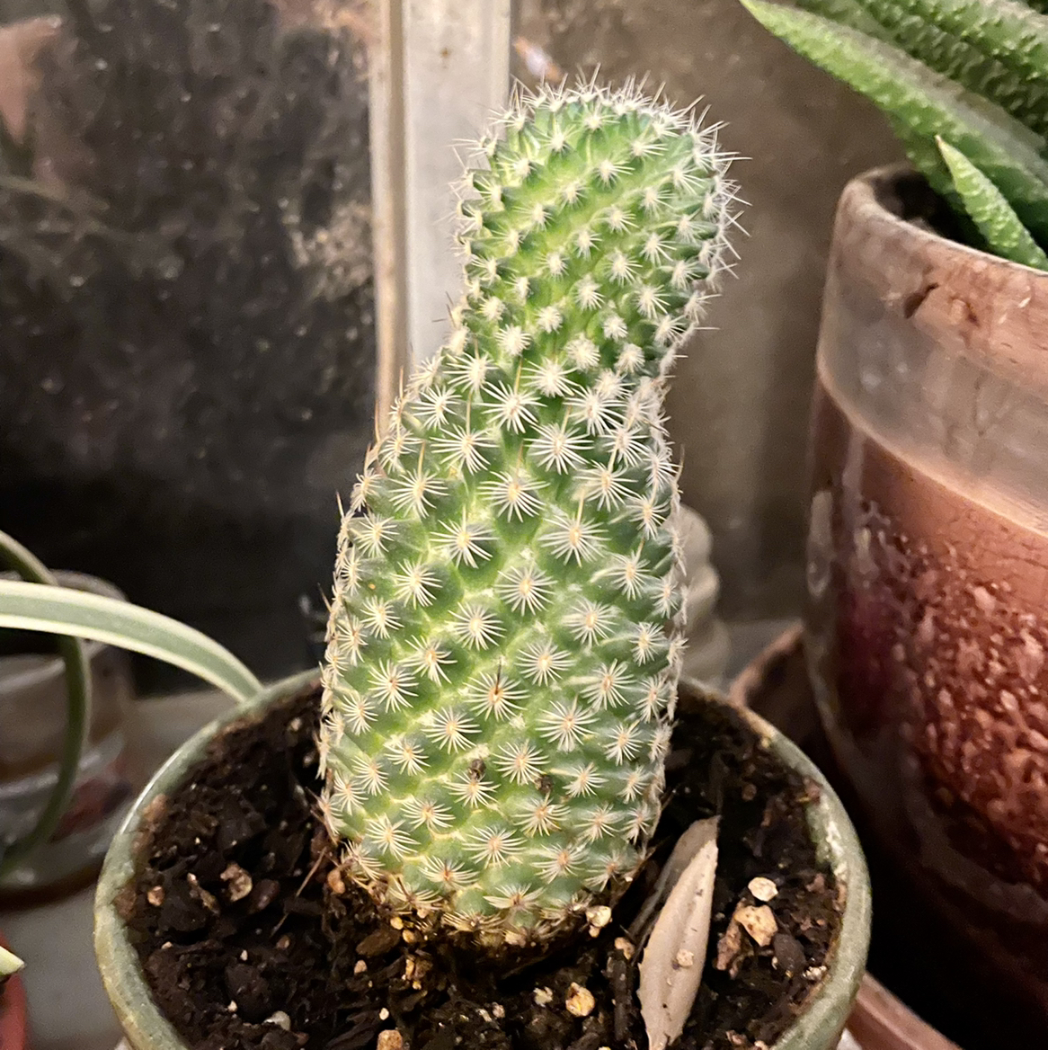 Comb Hedgehog Cactus in a pot with visible soil, well-framed and in focus.