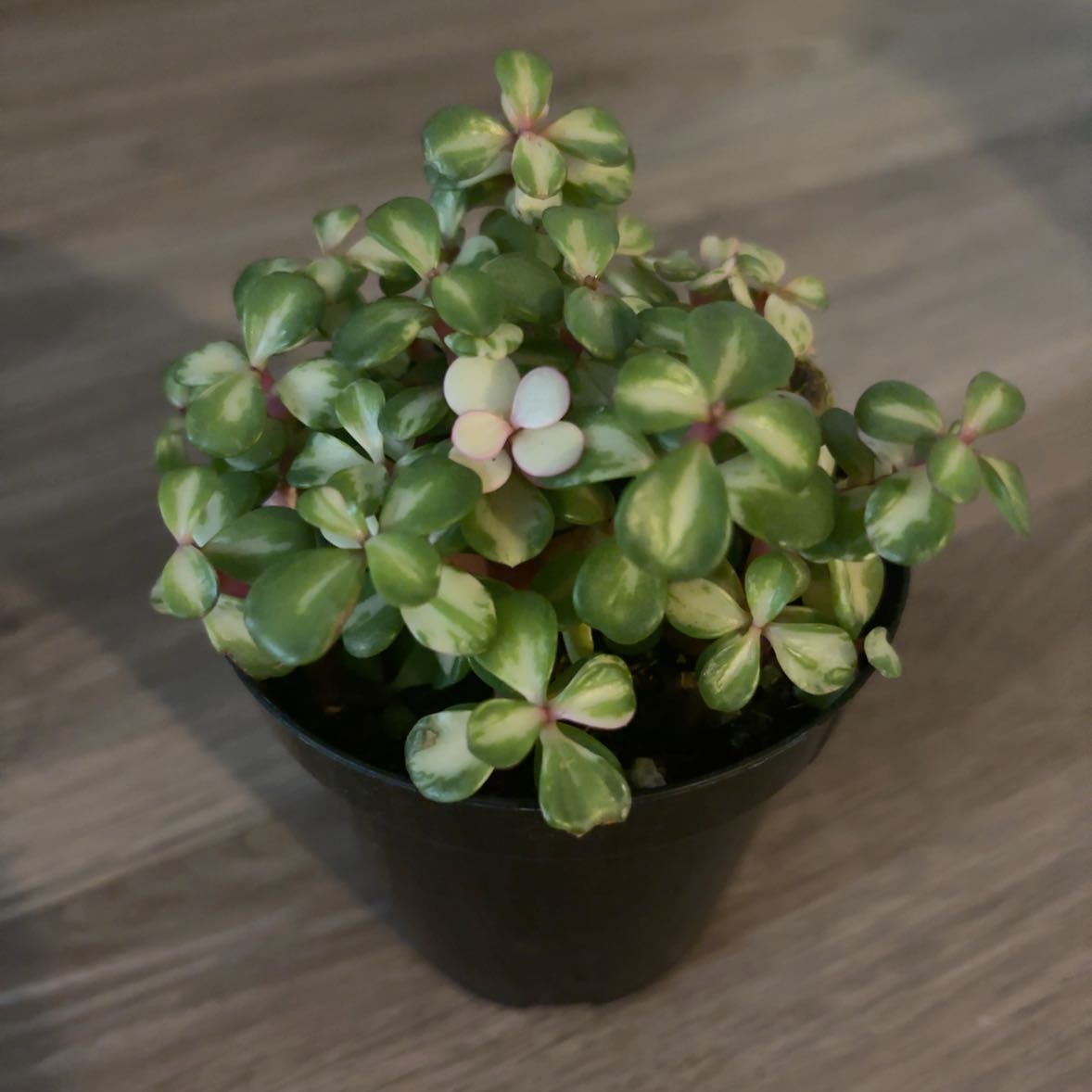 Photo of the plant species Portulacaria afra 'Kaleidoscope' by @chrispykreme named Bigleef Smalls on Greg, the plant care app