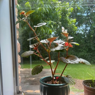 Clubed Begonia plant in Mobile, Alabama