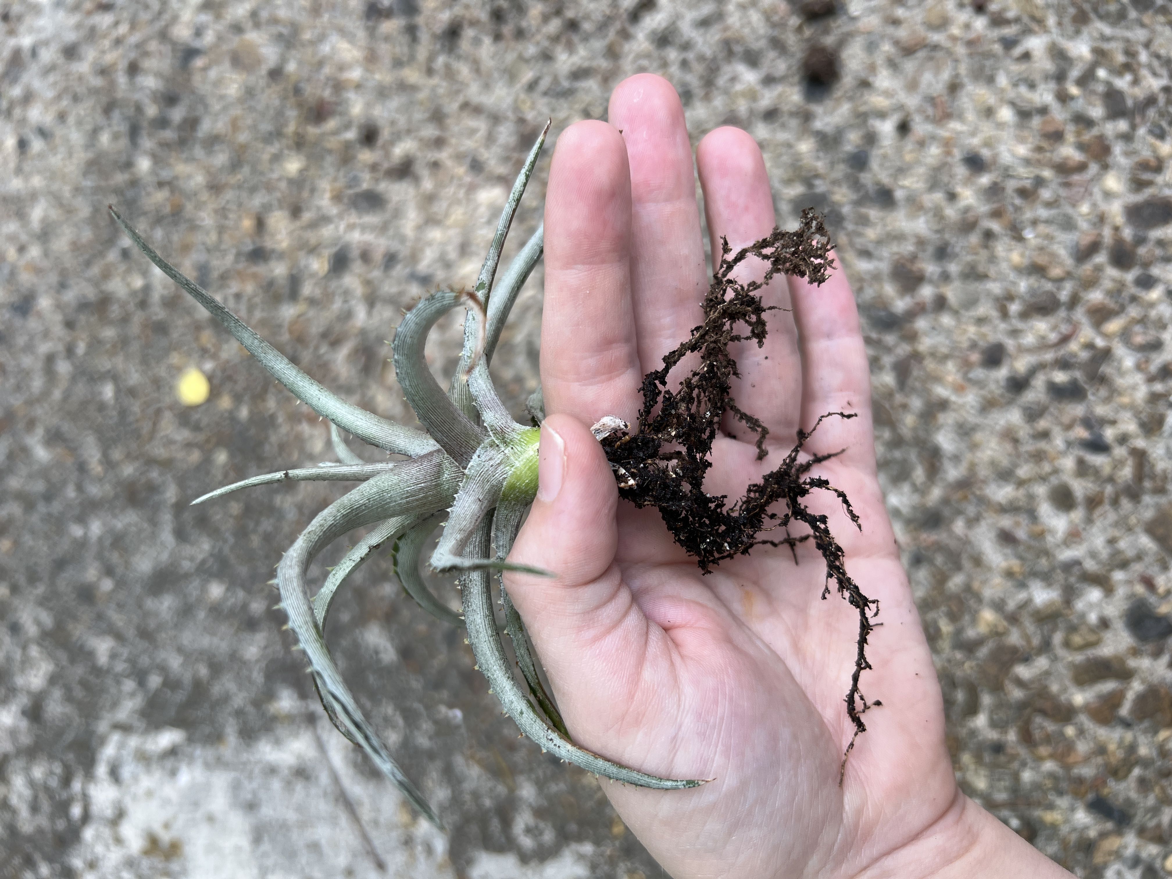 Why Are There Brown Spots on My Spider Aloe? 🟤