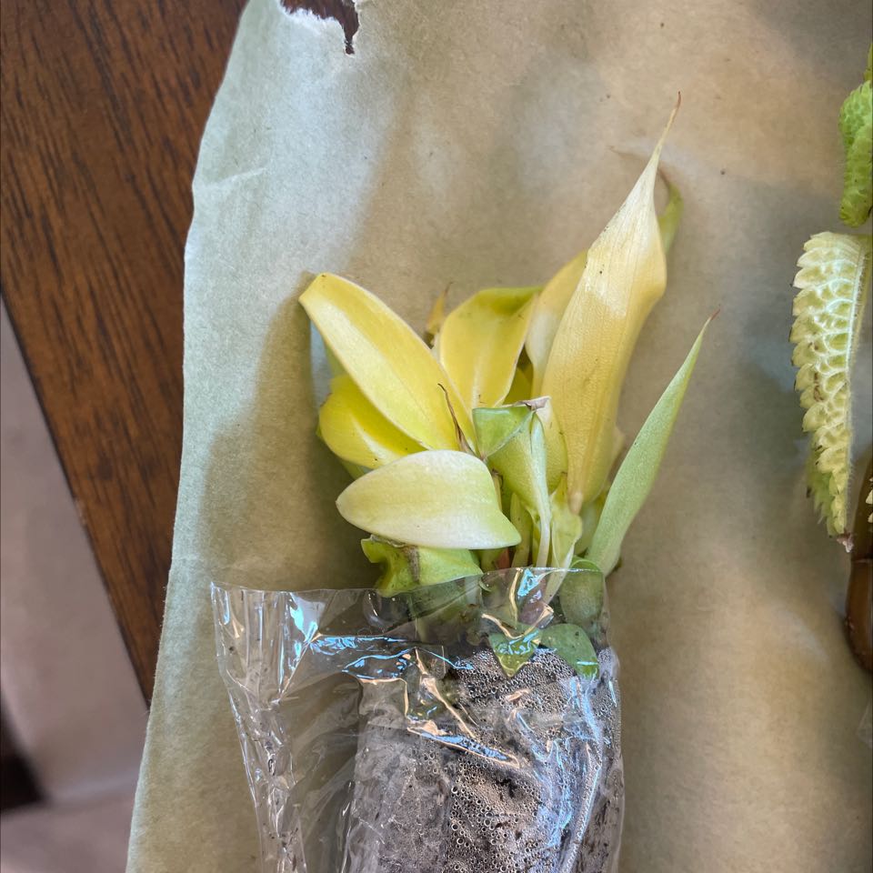 Philodendron Red Sun plant with yellowing leaves wrapped in plastic.