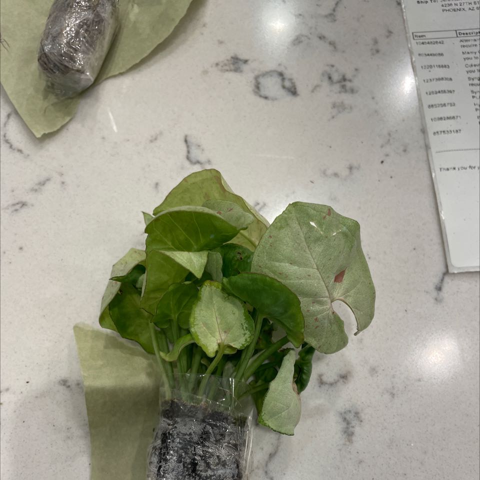Syngonium 'Berry' plant with green leaves, some minor discoloration, wrapped in plastic.