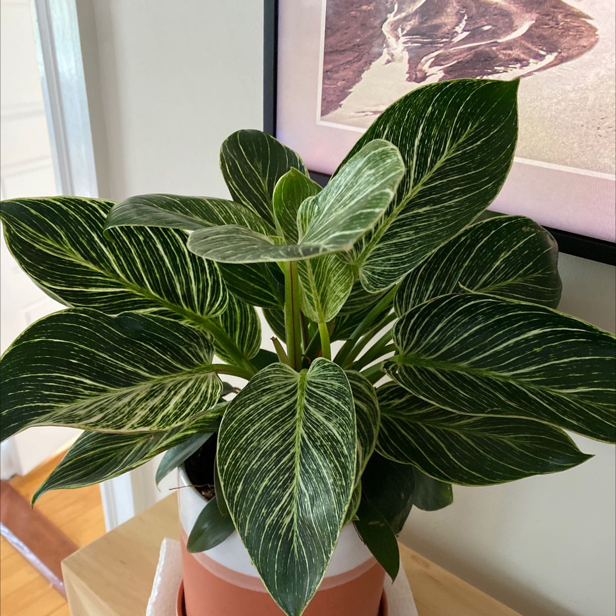 Photo of the plant species Philodendron Birkin by @VividSuncup named Denali on Greg, the plant care app