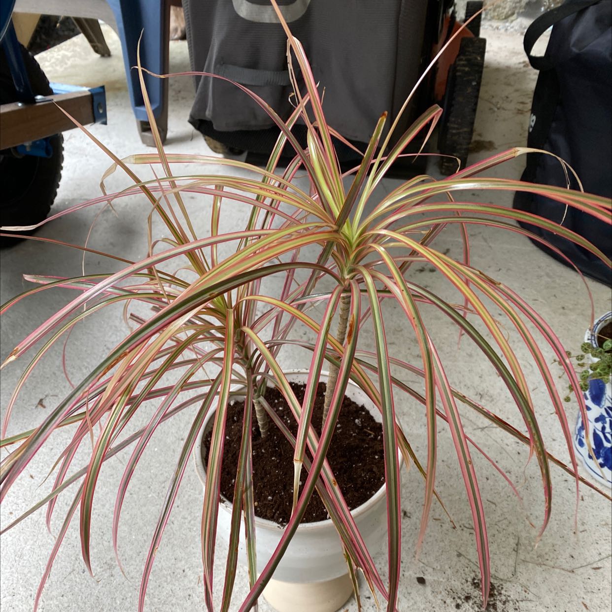 Dracaena plant in a white pot with long, narrow leaves in green, yellow, and pinkish-red colors.