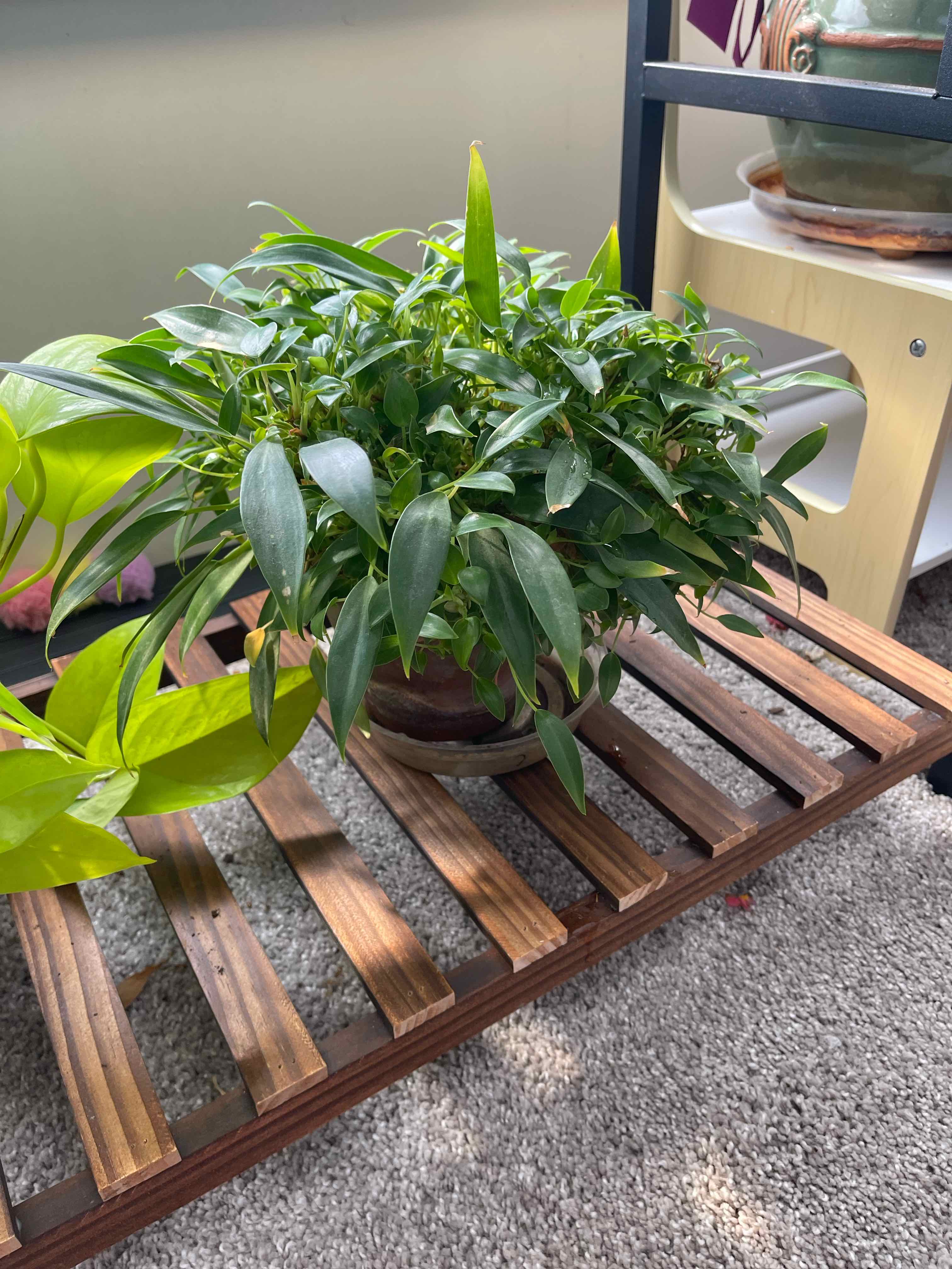 Photo of the plant species Philodendron 'Little Phil' by @GemHope named Elina on Greg, the plant care app