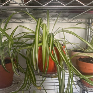 Spider Plant 'Variegatum’ plant in Somewhere on Earth
