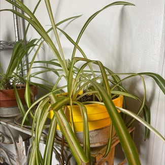 Spider Plant 'Variegatum’ plant in Somewhere on Earth
