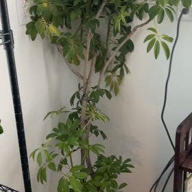 Dwarf Umbrella Tree plant in Somewhere on Earth