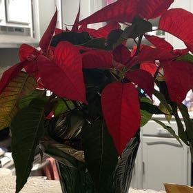 Poinsettia plant in Somewhere on Earth