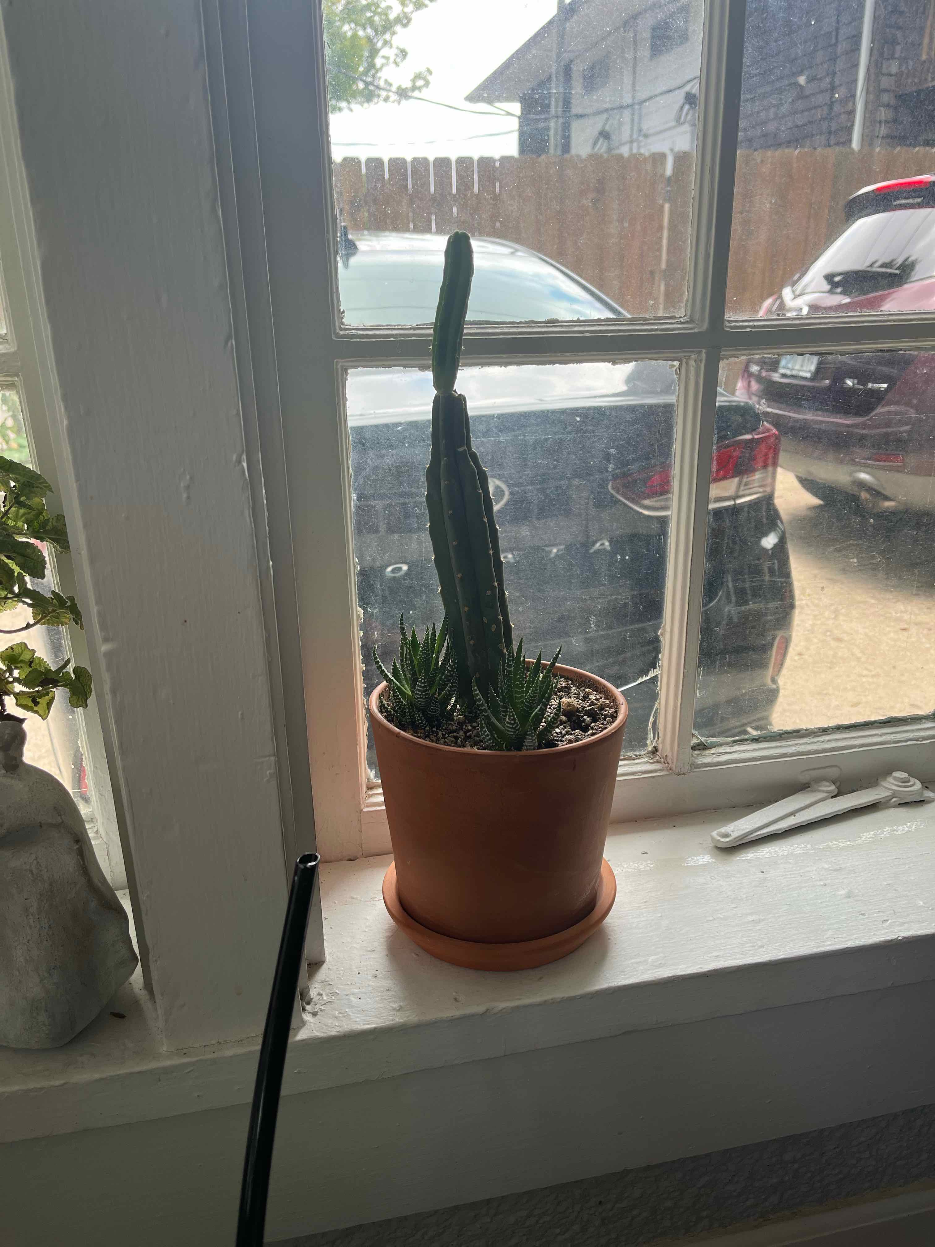 San Pedro Cactus in a pot on a windowsill with a view of parked cars outside.