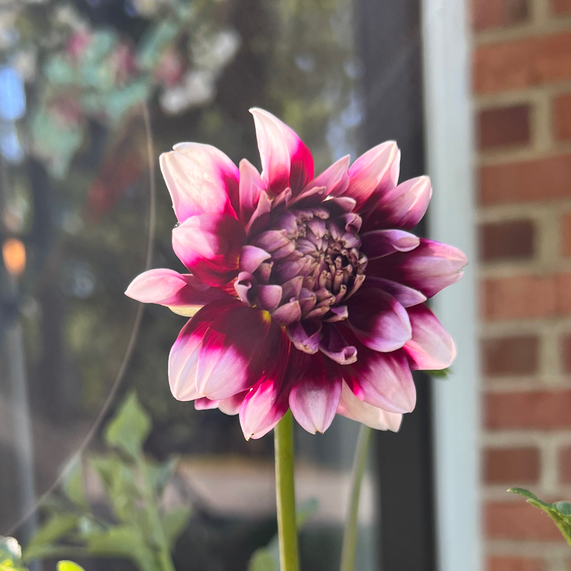 A vibrant Garden Dahlia flower in full bloom with pink and white petals.