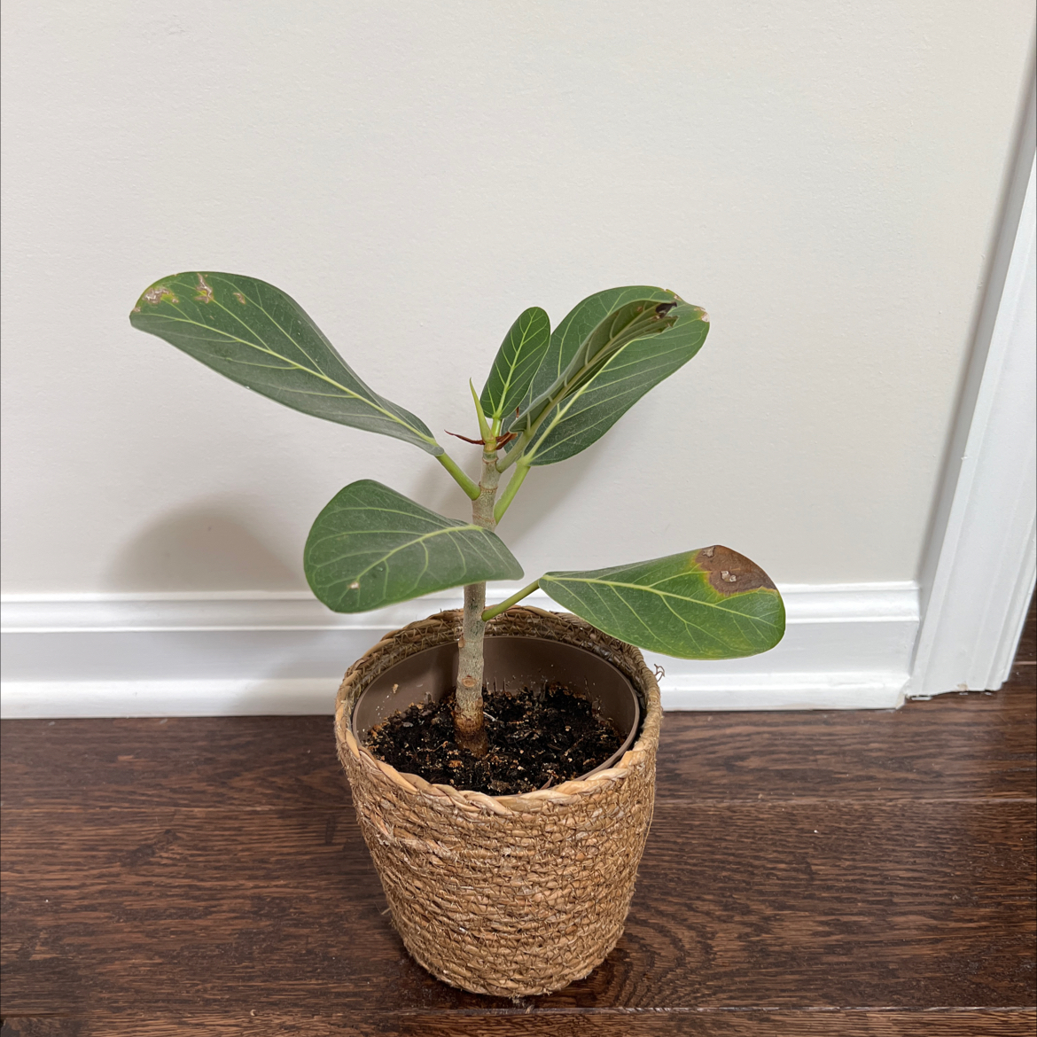 Potted Audrey Ficus plant with some browning on leaves, placed indoors on a wooden floor.