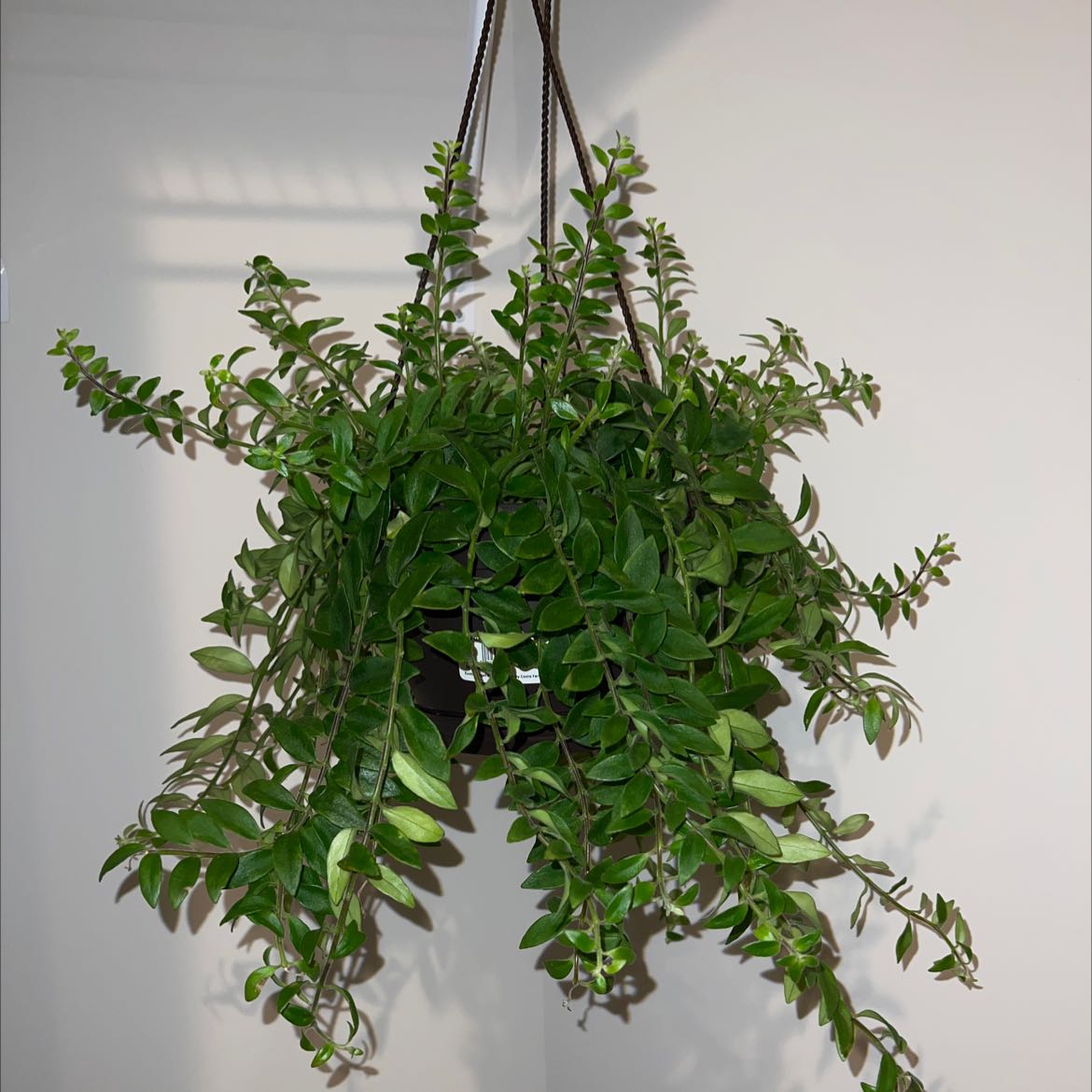 Hanging Goldfish Plant with lush green foliage, no visible signs of disease.
