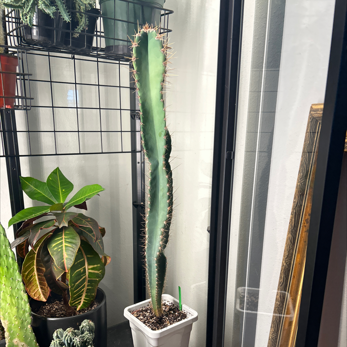Photo of the plant species Anti-radiation Cactus by @80twenty named Eva on Greg, the plant care app