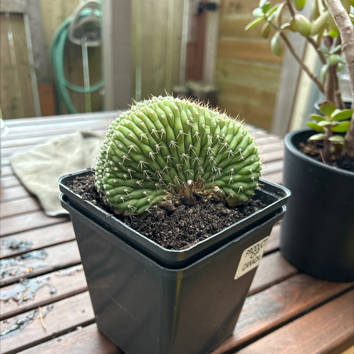 Photo of the plant species Trichocereus huascha cristata by @80twenty named Cristata on Greg, the plant care app