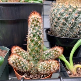 Lady Finger Cactus plant in Bellingham, Washington