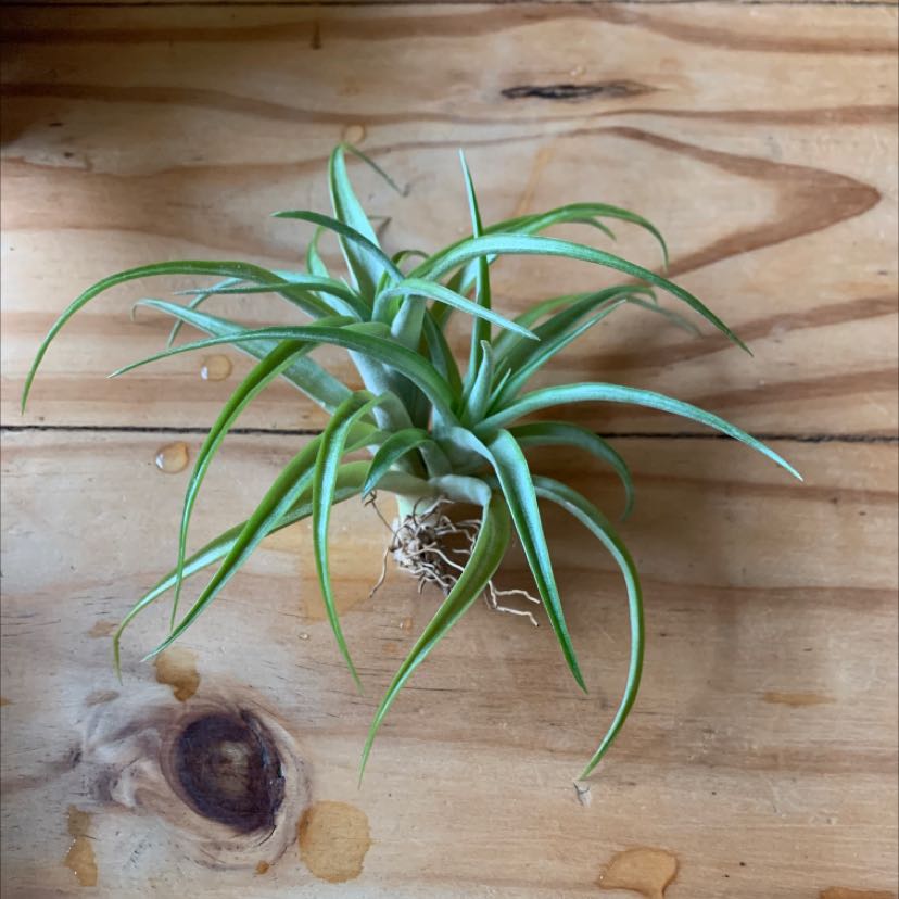 Photo of the plant species Tillandsia albida by @80twenty named Your plant on Greg, the plant care app