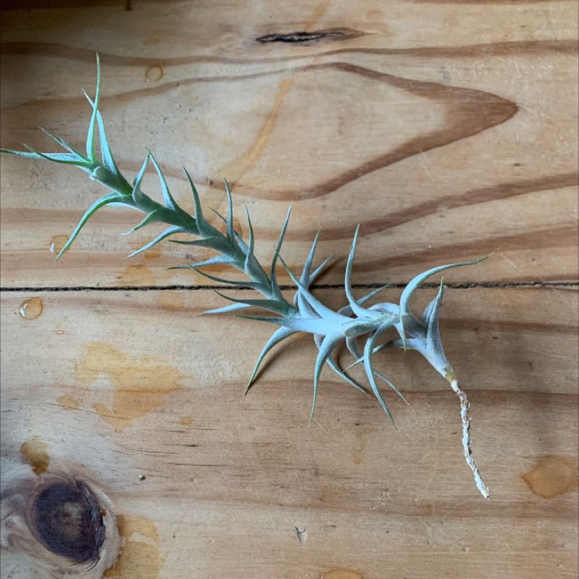 Fishbone Air Plant on a wooden surface, healthy and well-framed.