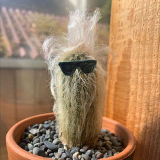 Old Man Cactus plant in Bellingham, Washington
