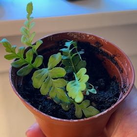 Photo of the plant species Leathery Polypody by @80twenty named GROWN FROM SPORES!!!! on Greg, the plant care app