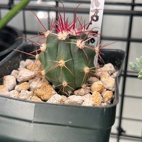 Photo of the plant species Townsend Barrel Cactus by @80twenty named Marcie on Greg, the plant care app