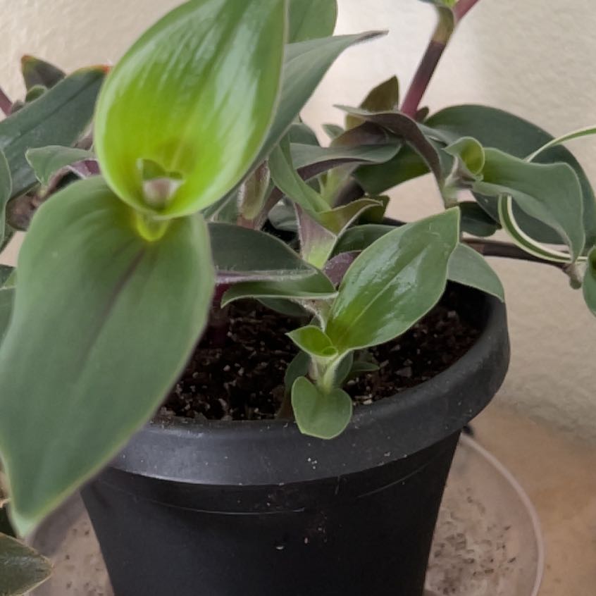 Photo of the plant species Wandering Jew 'Tikal' by @RelevantBaytree named Sonora on Greg, the plant care app