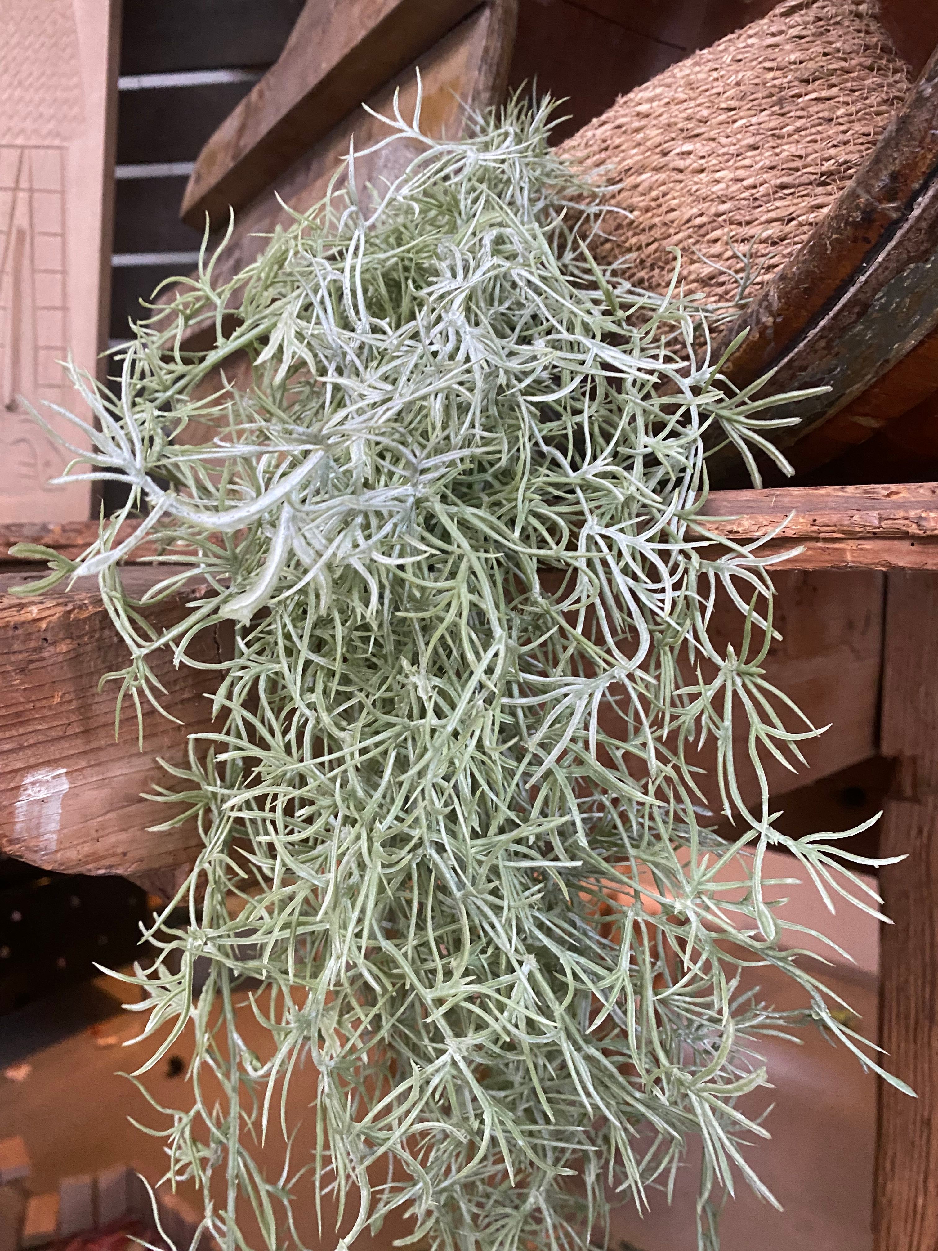 Licorice Plant Hardiness Zones Ultimate Guide 9a11b