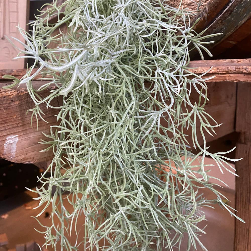 Spanish Moss Plant Care: Water, Light, Nutrients