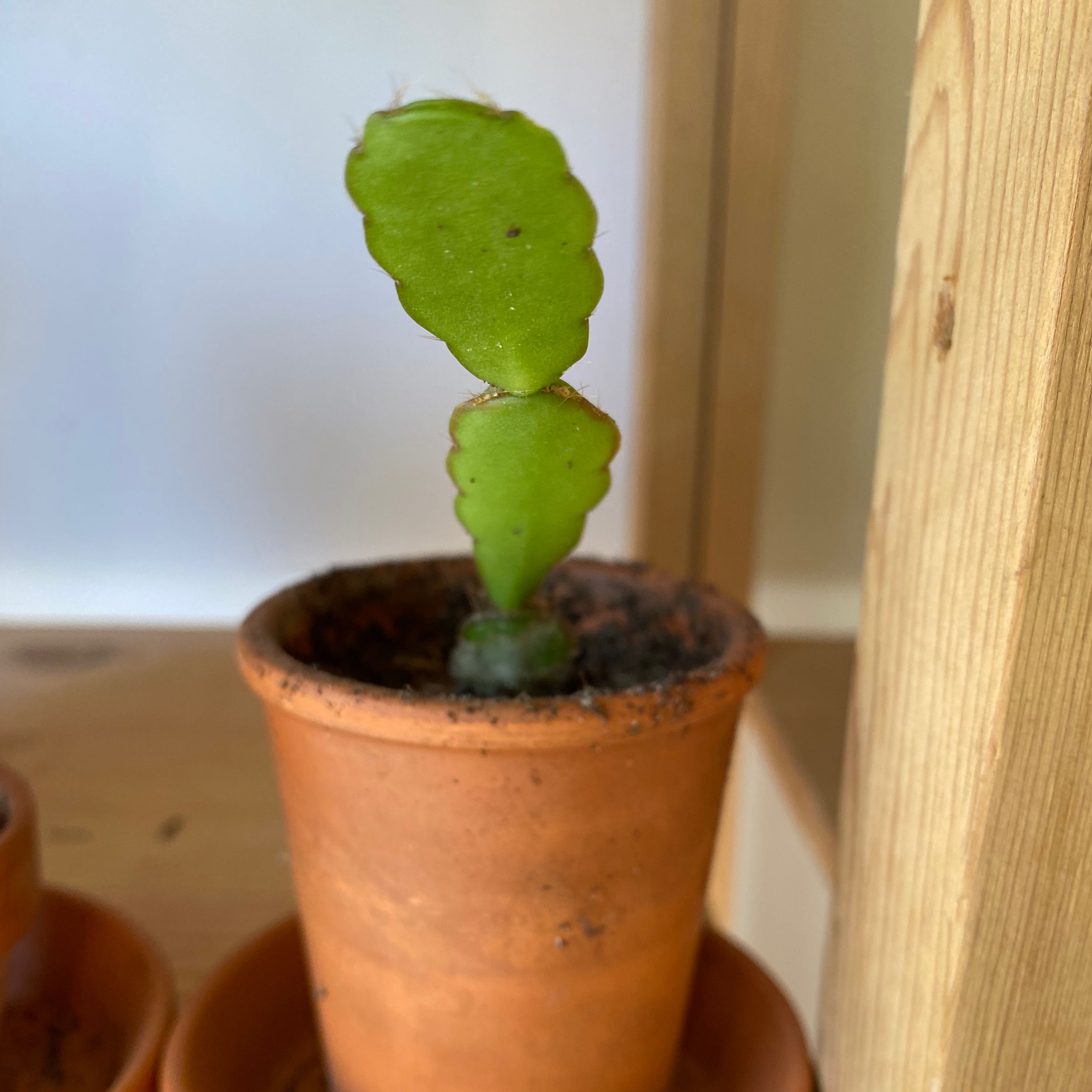 Photo of the plant species Easter Cactus by @Jeroen named Willow on Greg, the plant care app